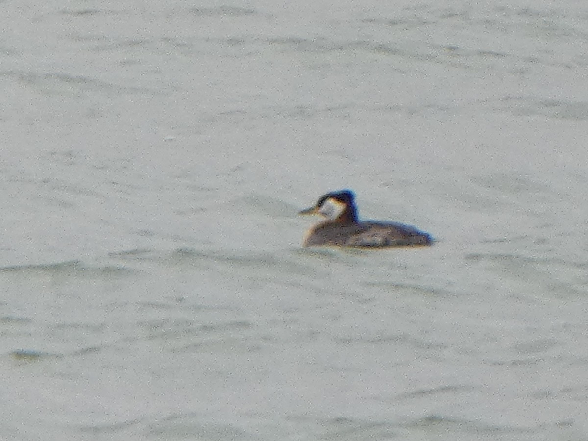Red-necked Grebe - ML618867429