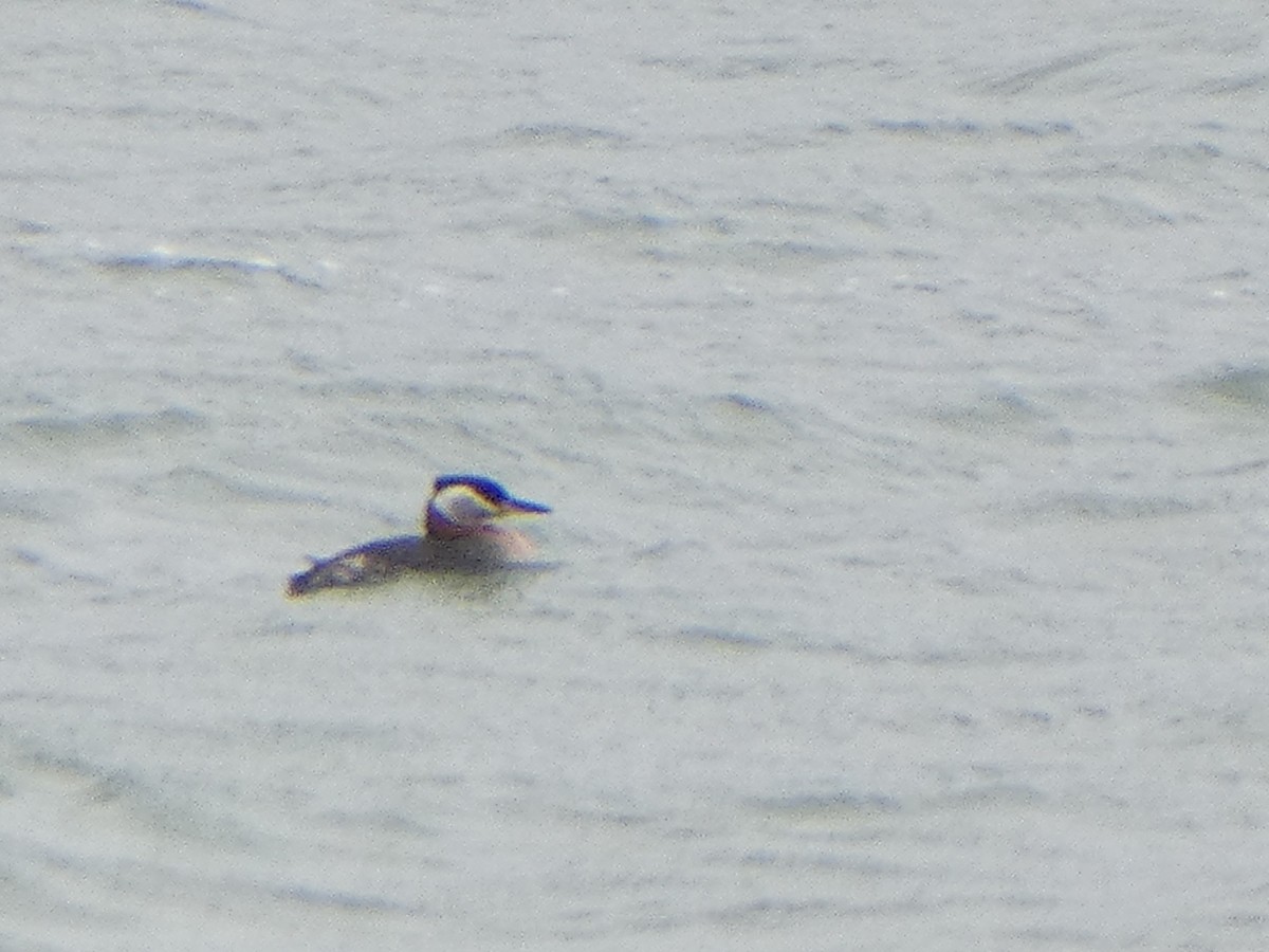 Red-necked Grebe - ML618867430