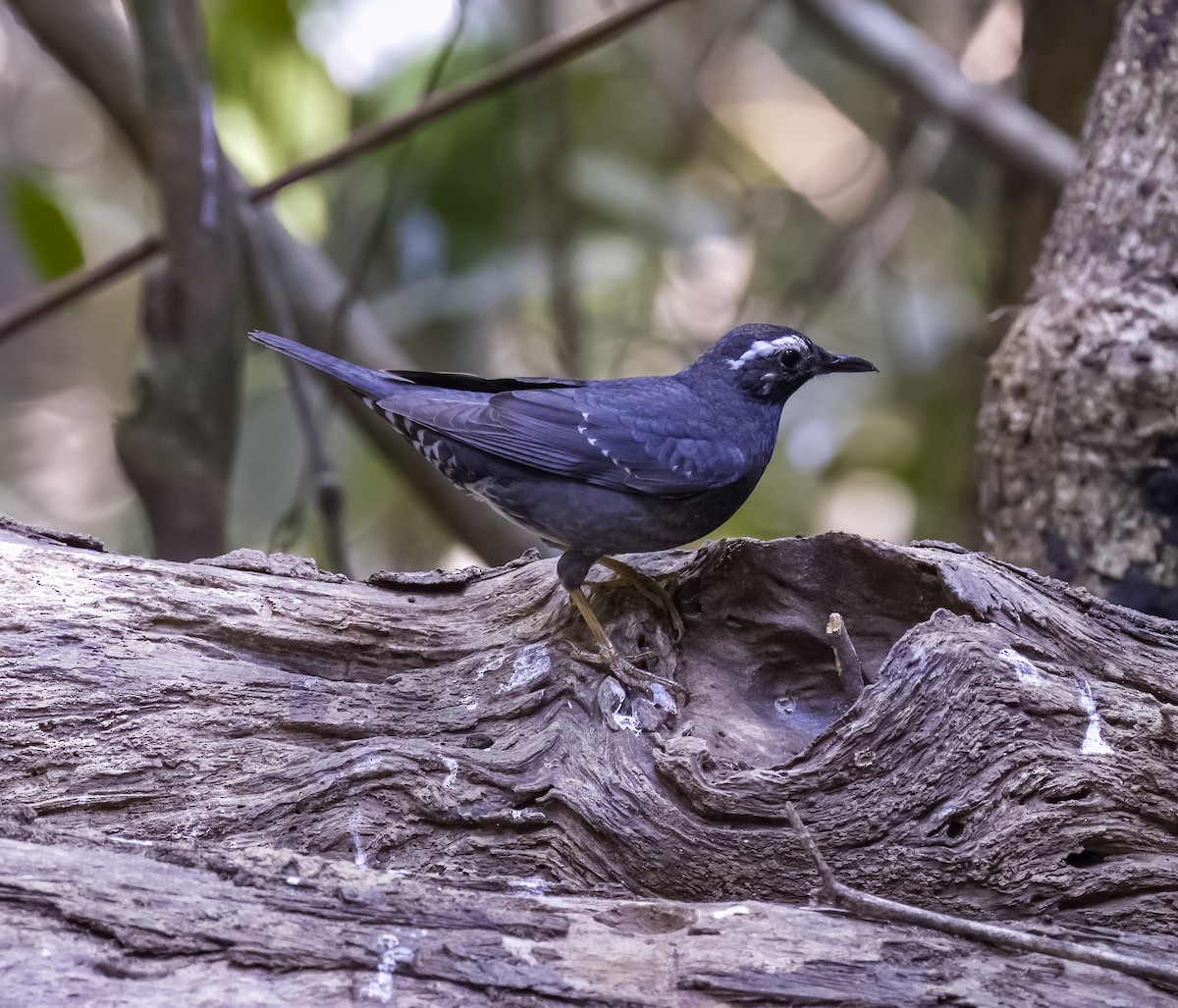 Siberian Thrush - David Hoar