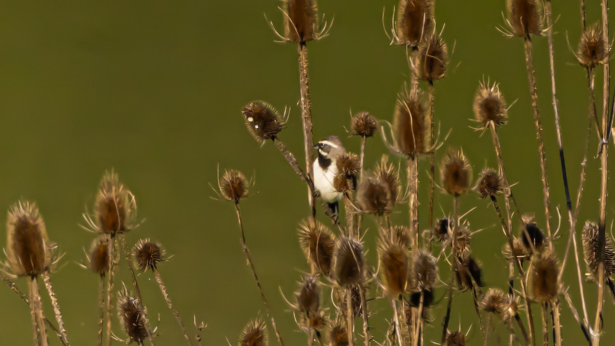 Black-throated Sparrow - Gary Shaffer