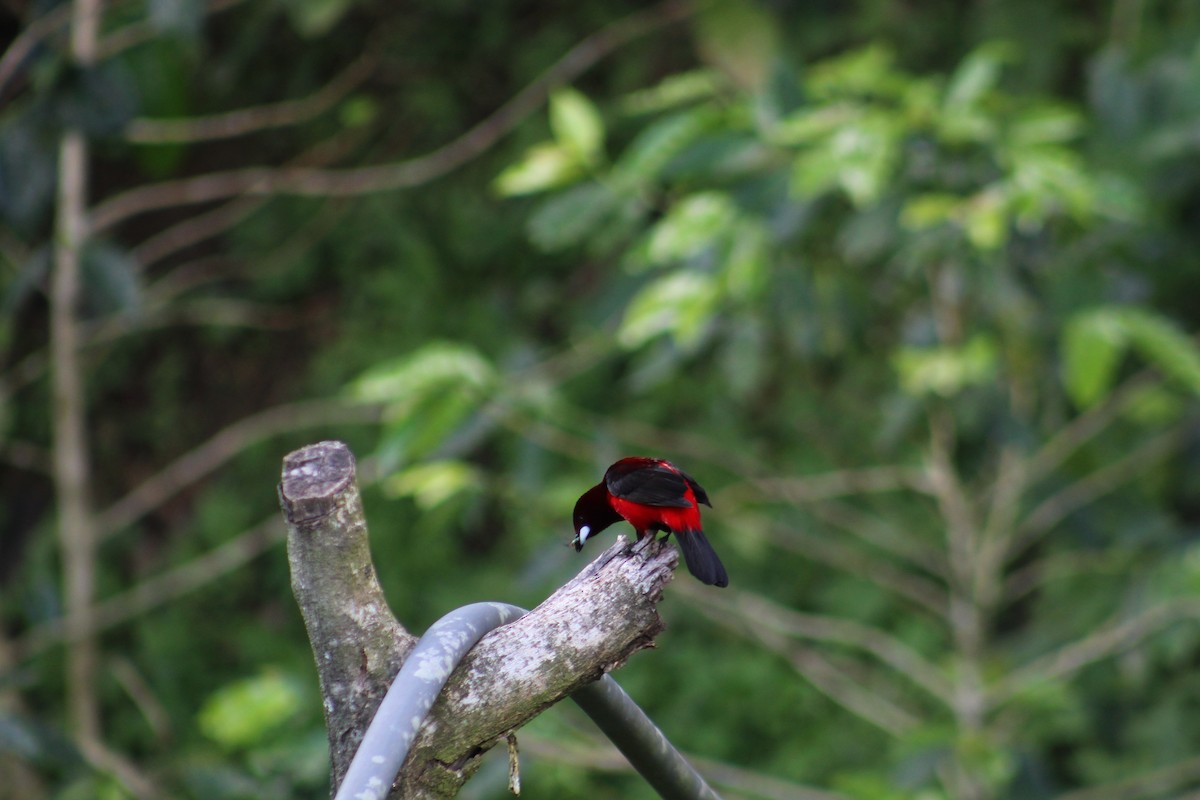 Crimson-backed Tanager - juan  guillermo borja fajardo