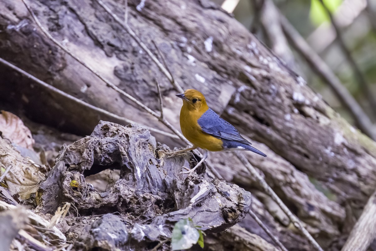 Orange-headed Thrush - David Hoar