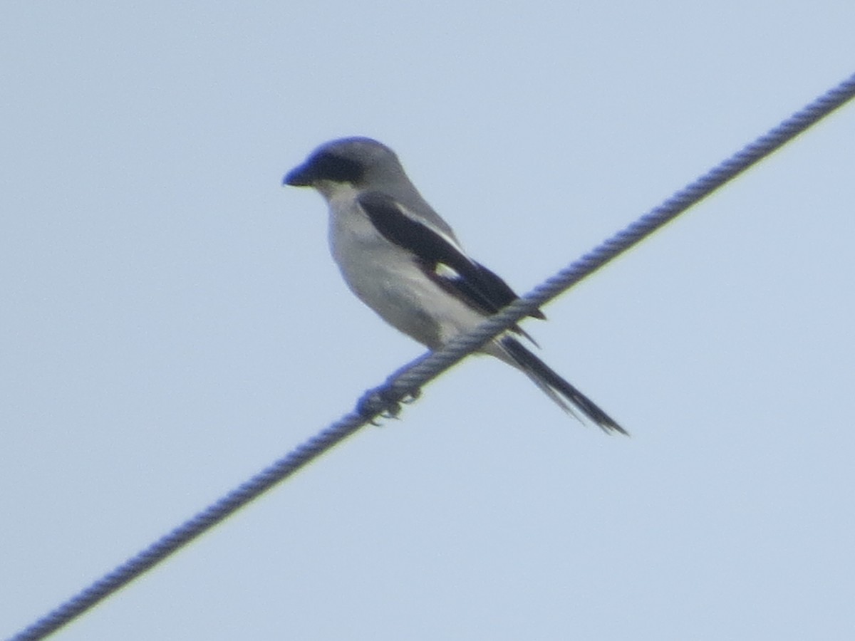 Loggerhead Shrike - Tamie Bulow