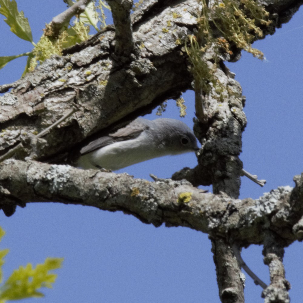 Blue-gray Gnatcatcher - Luke Deneson