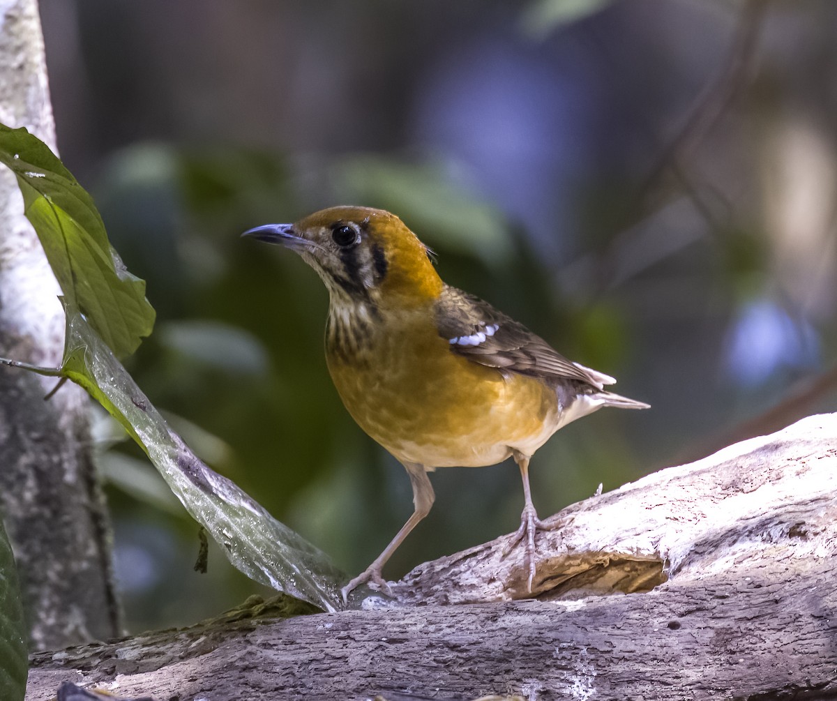 Orange-headed Thrush (Buff-throated) - David Hoar