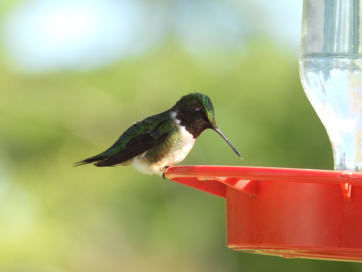 Ruby-throated Hummingbird - Melody Walsh