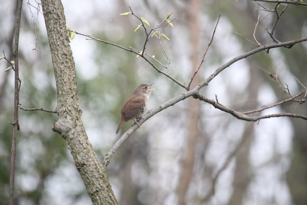 House Wren - Jennifer Evans