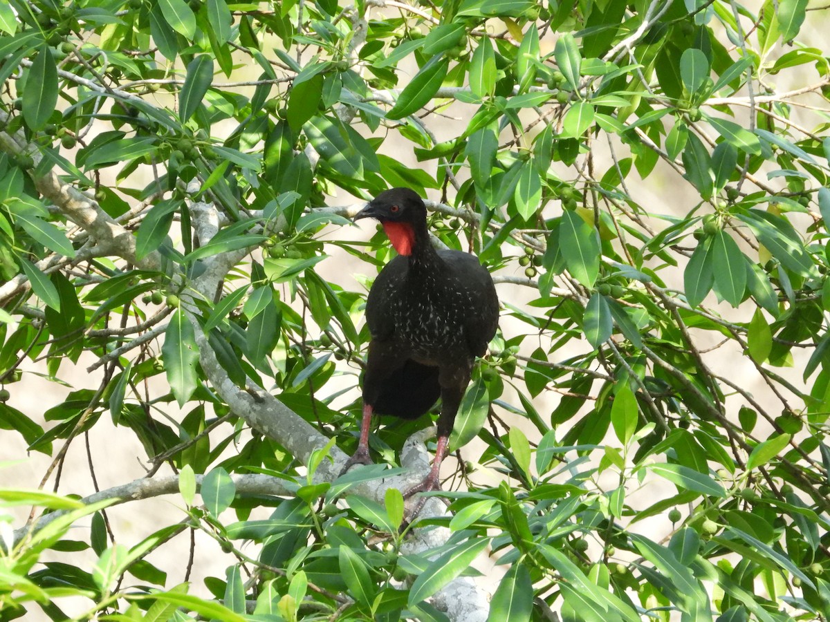 Crested Guan - ML618867494