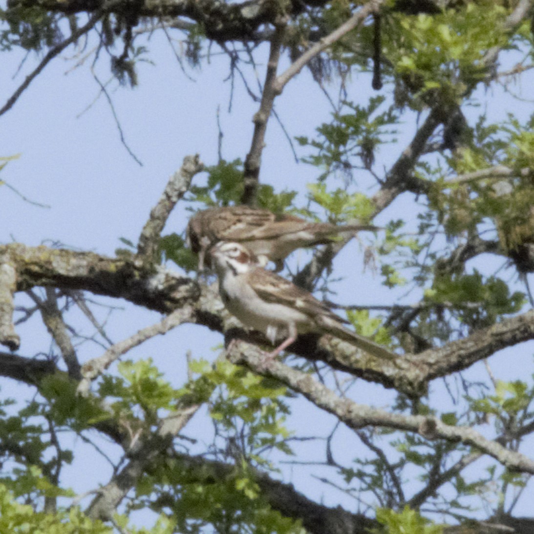 Lark Sparrow - Luke Deneson