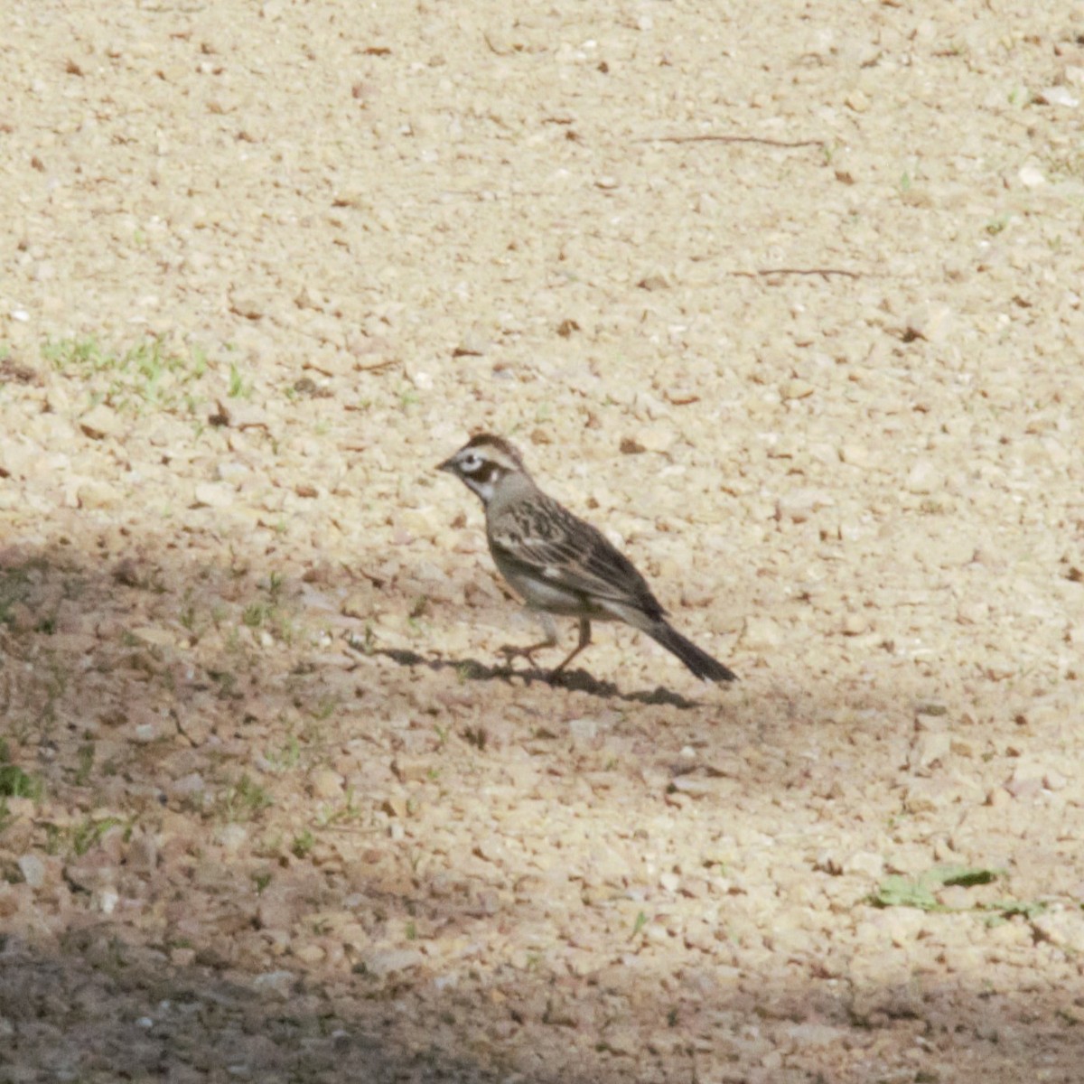 Lark Sparrow - Luke Deneson