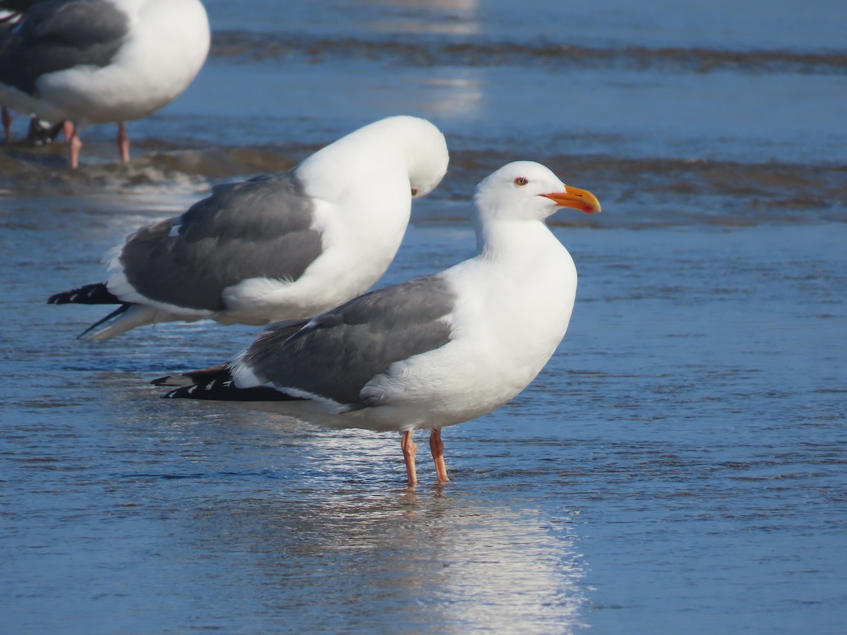 Western Gull - Dan Mottern