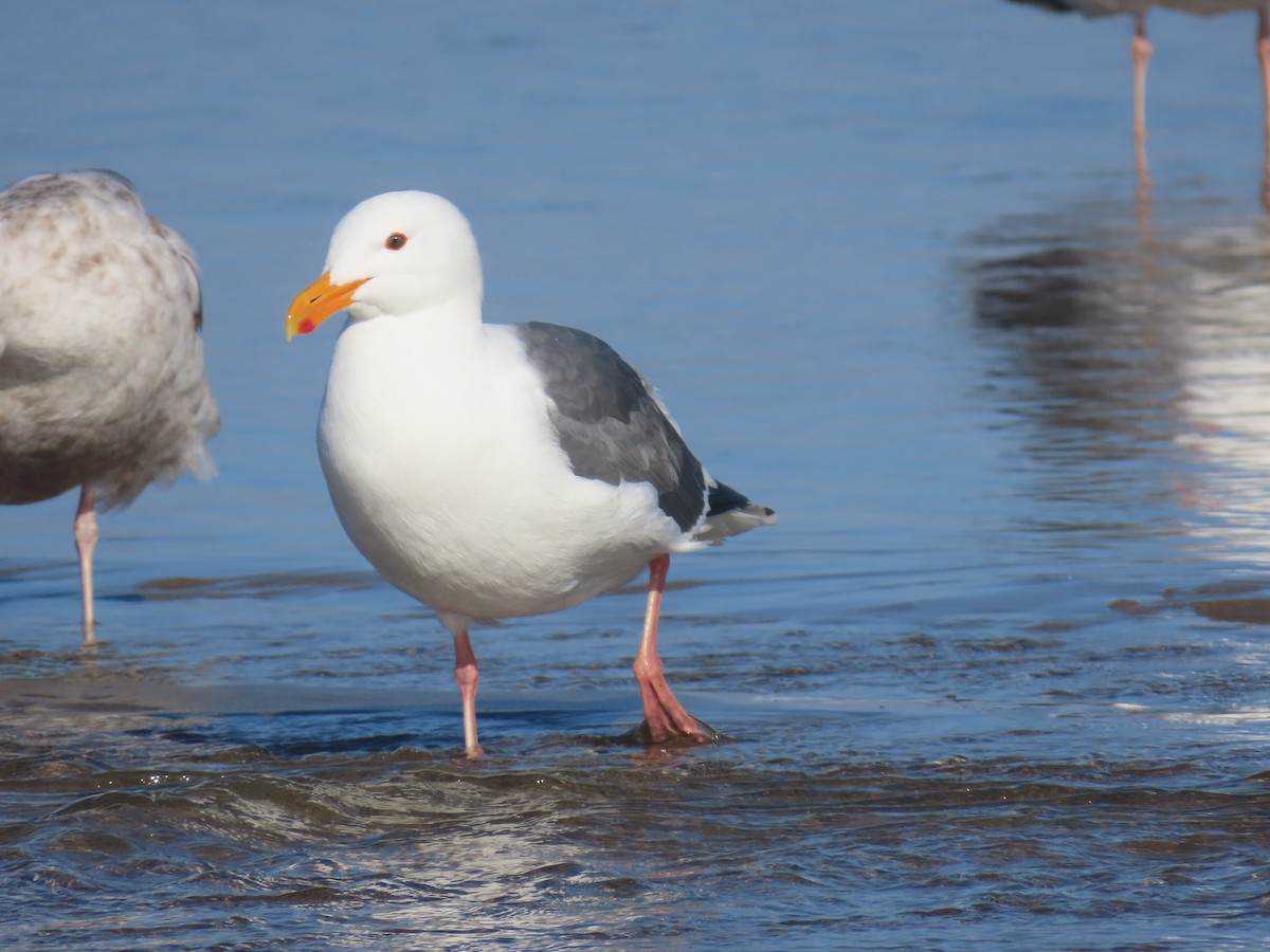 Western Gull - Dan Mottern