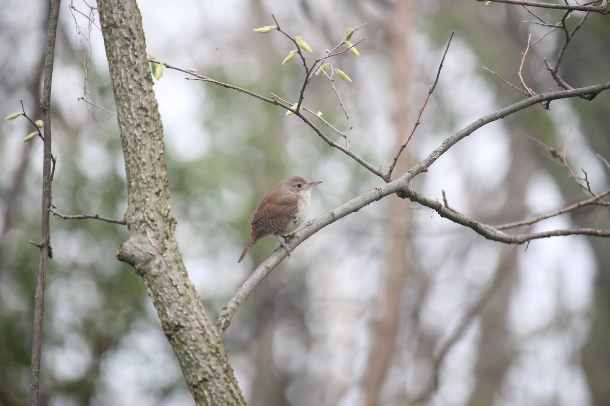 House Wren - Jennifer Evans