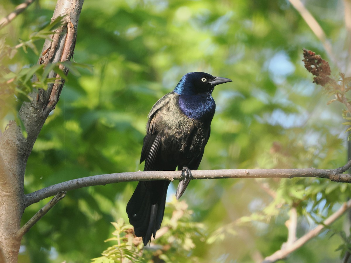 Common Grackle - Alexander Linton