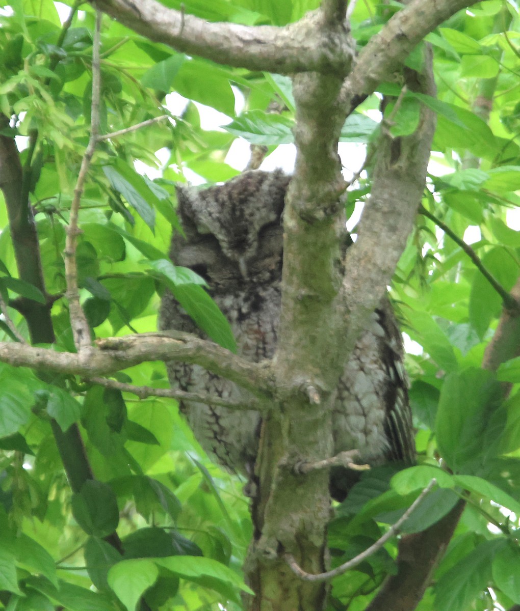 Eastern Screech-Owl - Alan Shapiro