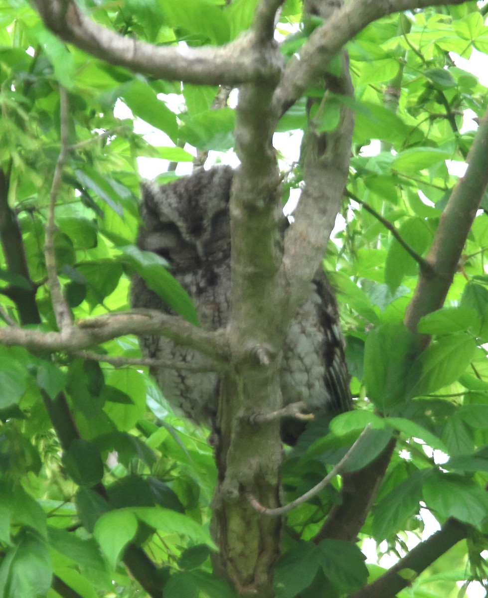 Eastern Screech-Owl - Alan Shapiro