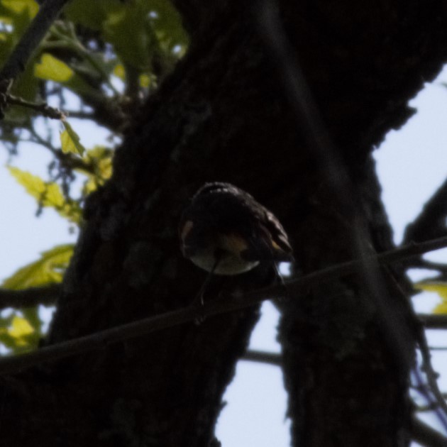 American Redstart - Luke Deneson