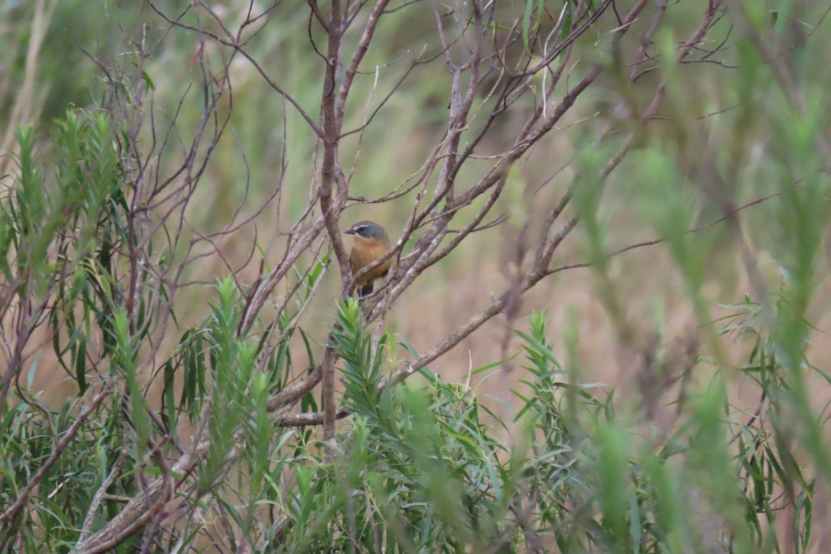 Long-tailed Reed Finch - Lidiorlan Bortolaz