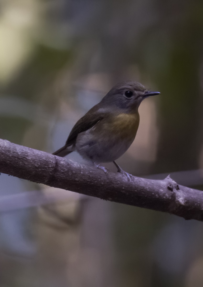 Hainan Blue Flycatcher - David Hoar