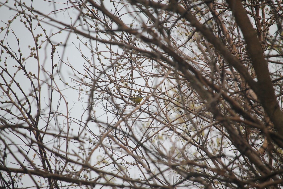 Nashville Warbler - Jennifer Evans