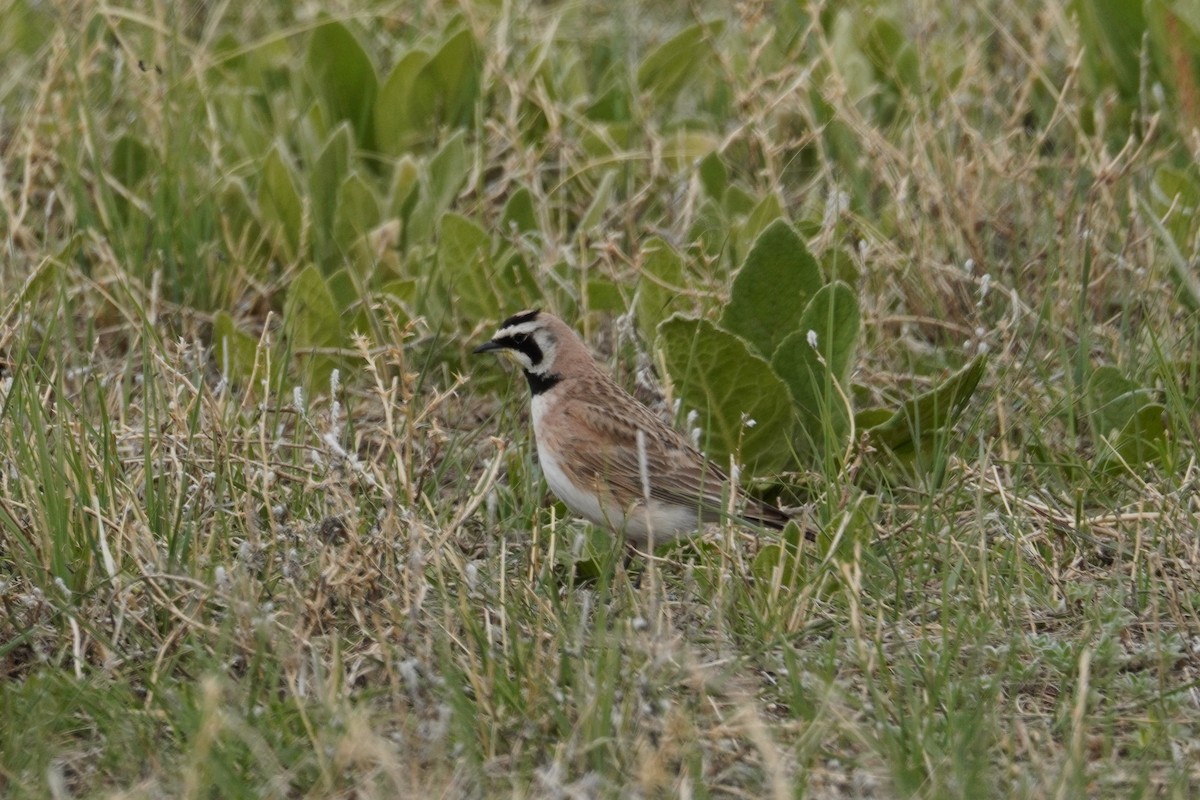 Horned Lark - Kristy Dhaliwal