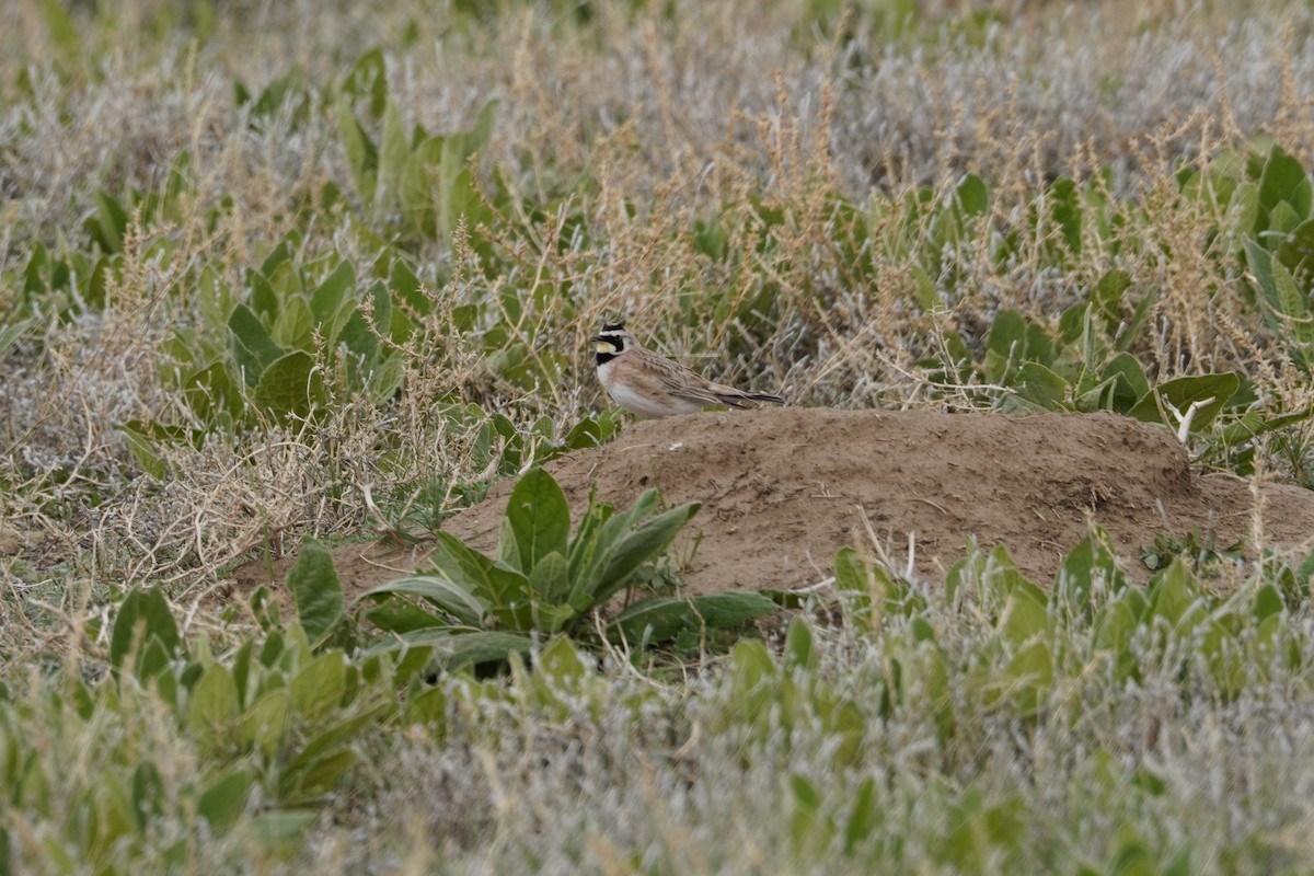 Horned Lark - Kristy Dhaliwal