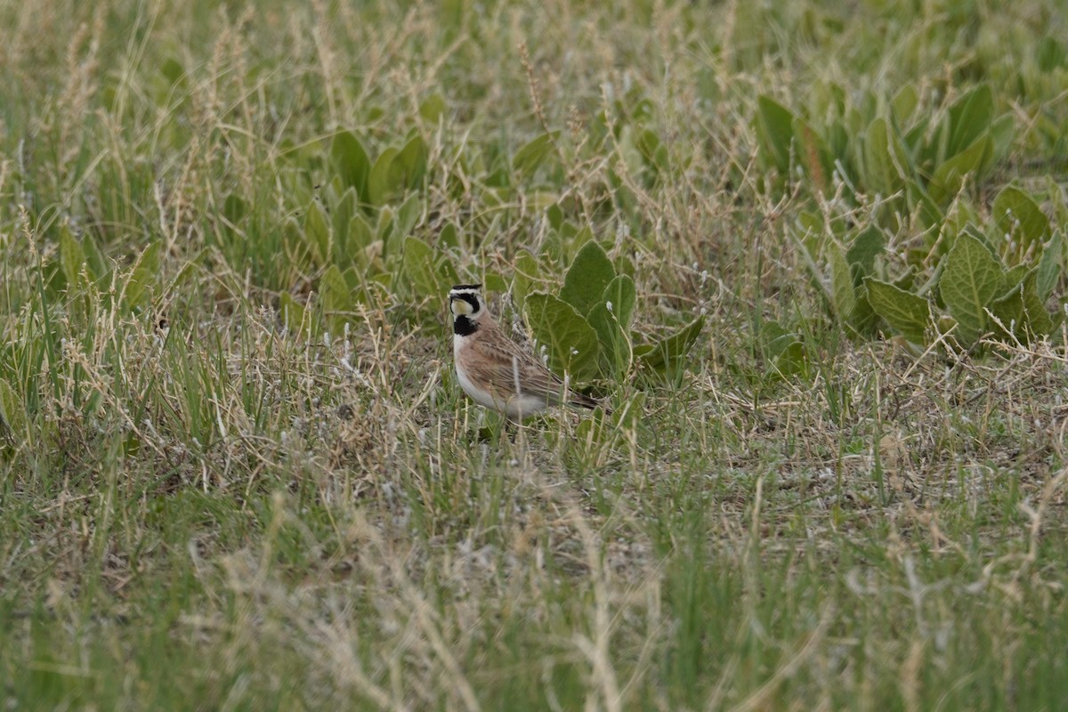 Horned Lark - Kristy Dhaliwal