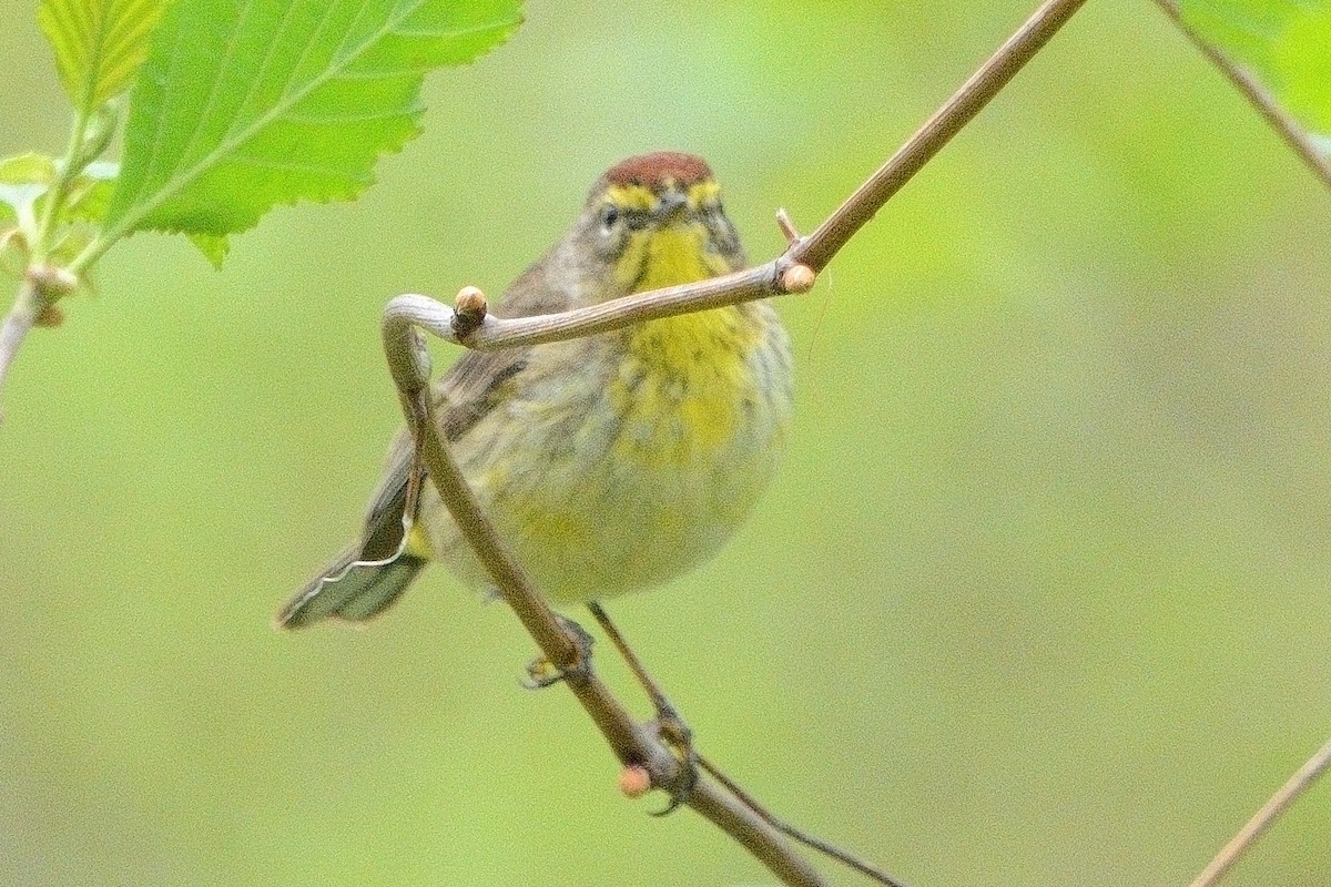 Palm Warbler - John Gordinier