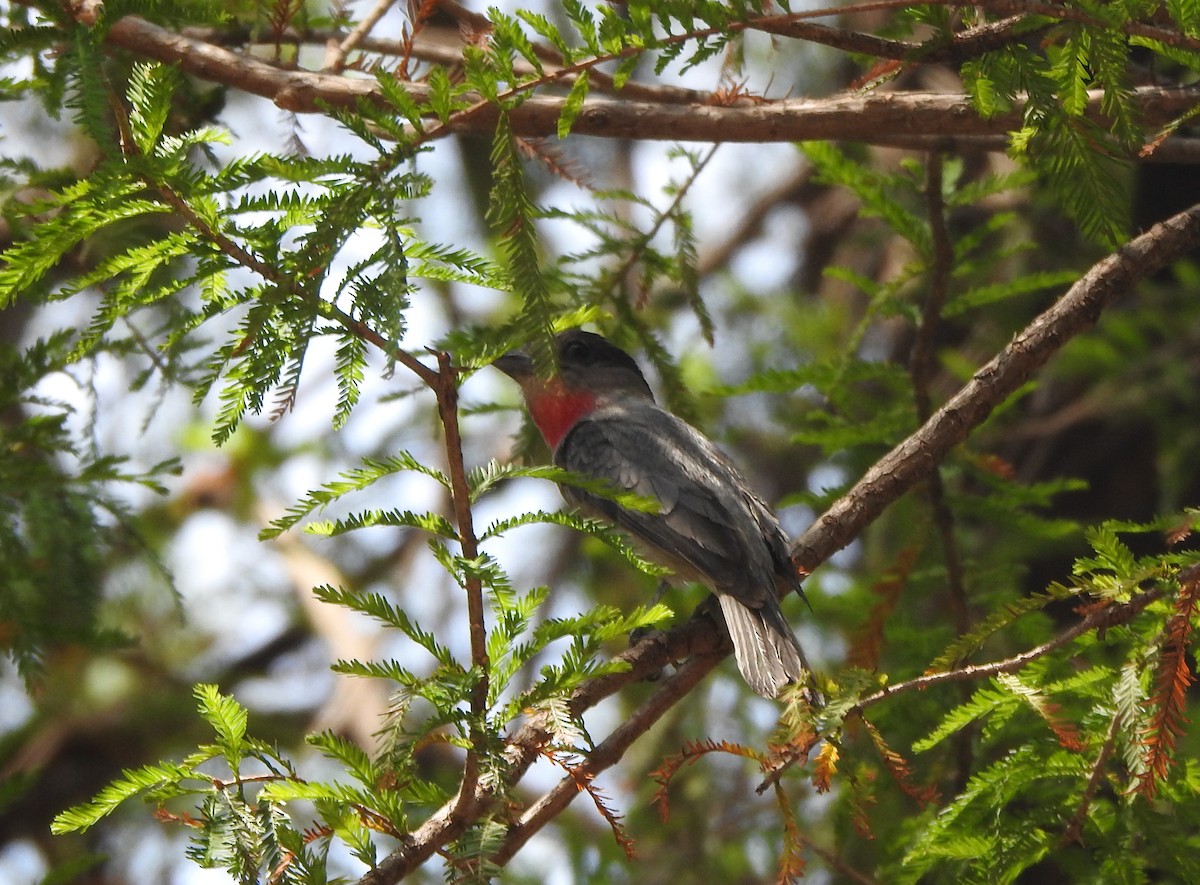 Rose-throated Becard - ML618867608