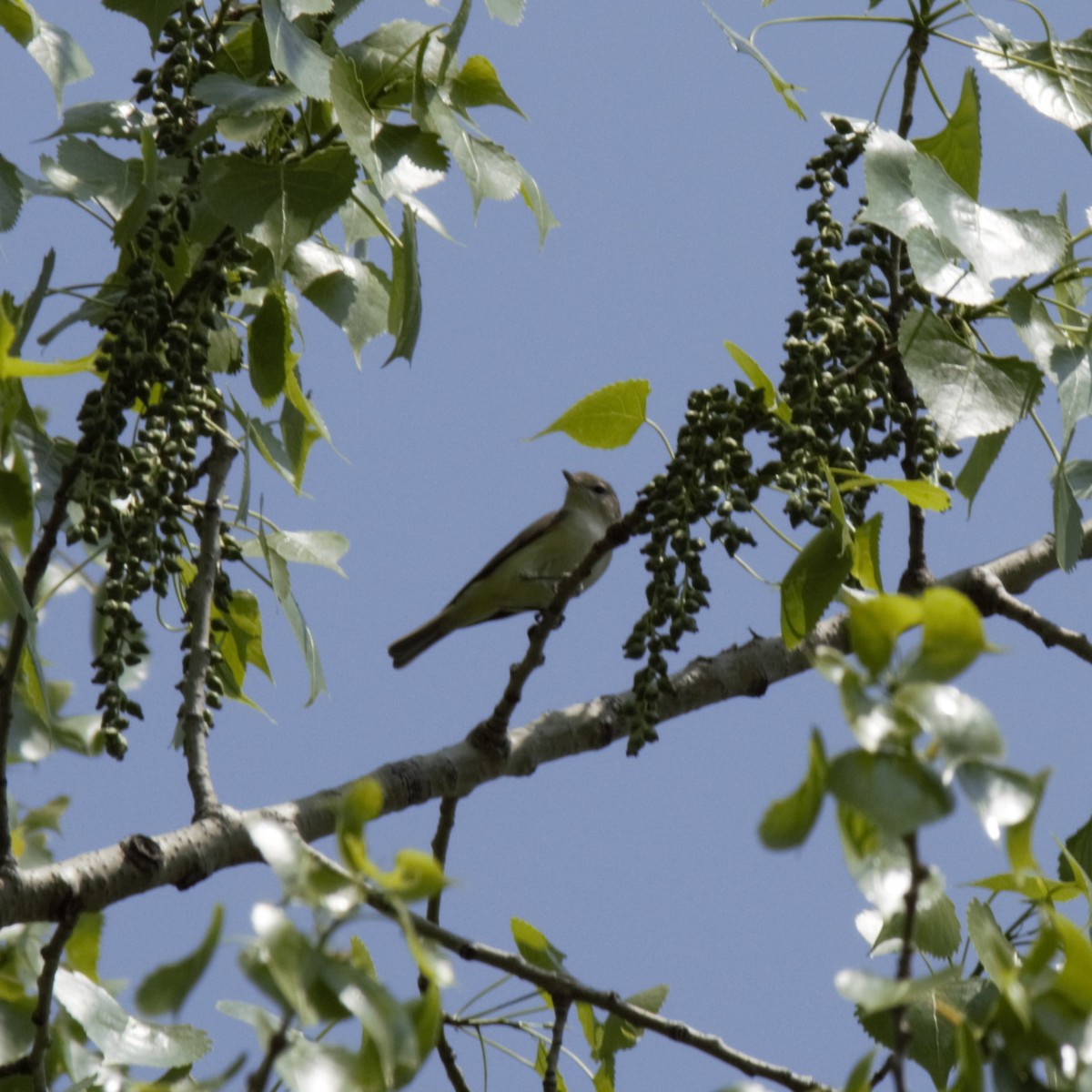 Warbling Vireo - Luke Deneson