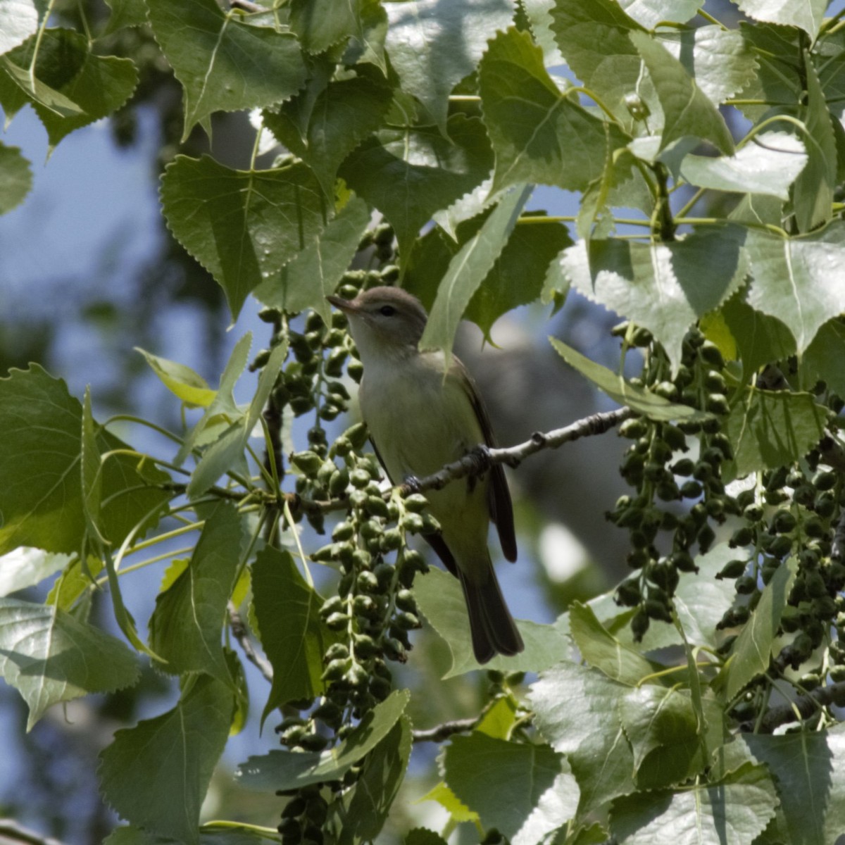 Warbling Vireo - Luke Deneson