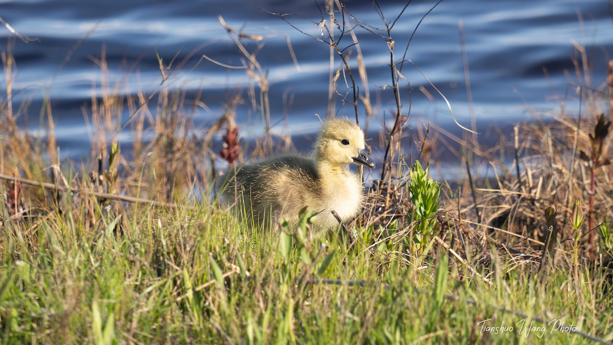 Canada Goose - Tianshuo Wang