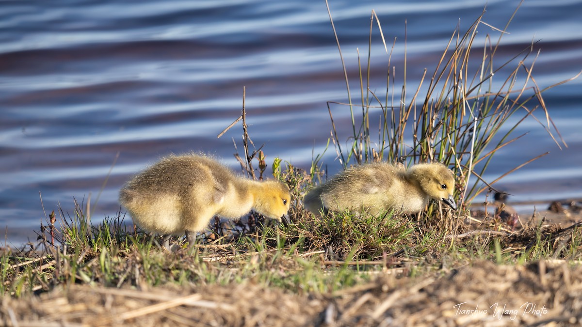 Canada Goose - Tianshuo Wang