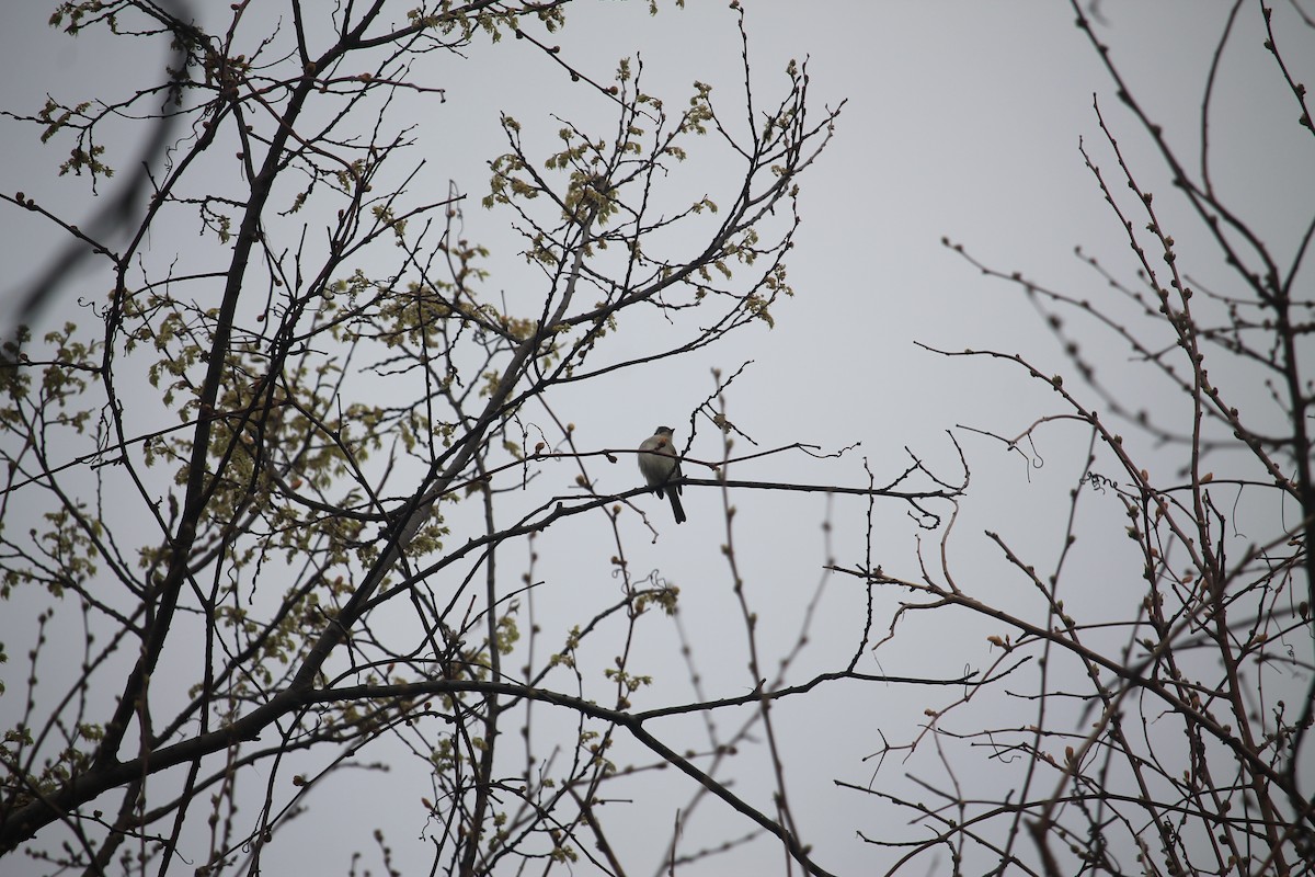 Least Flycatcher - Jennifer Evans