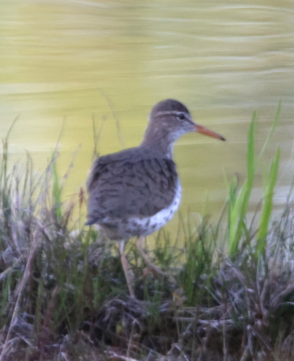 Spotted Sandpiper - ML618867640