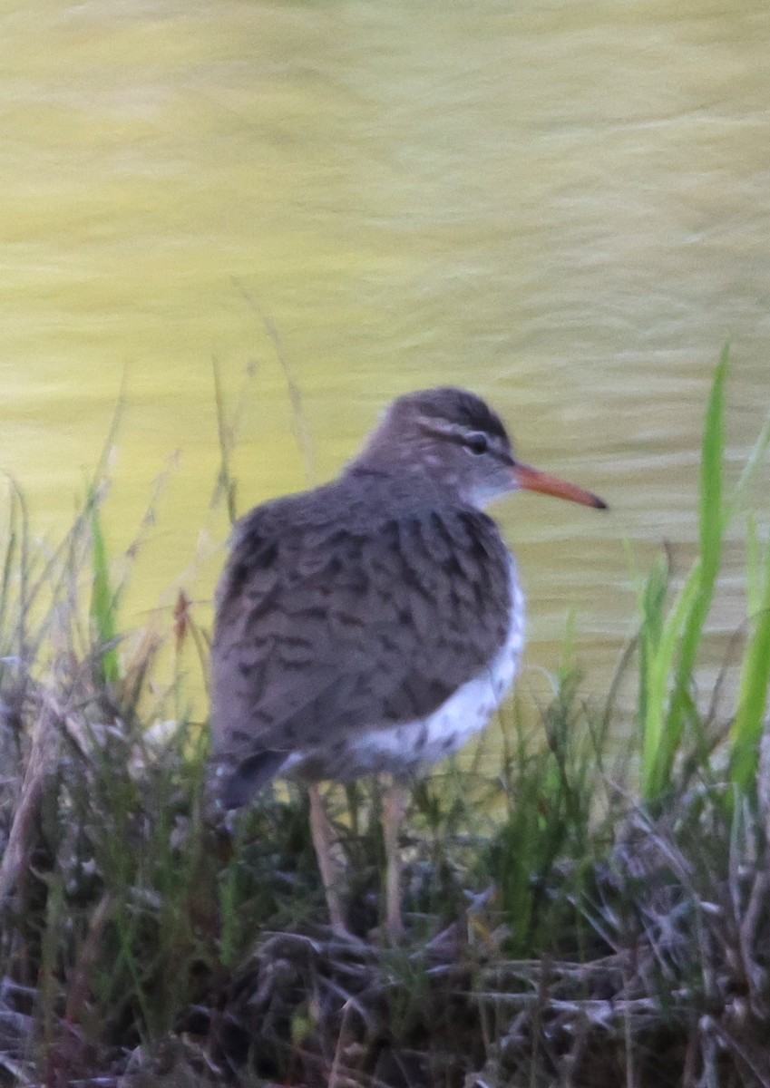 Spotted Sandpiper - ML618867641