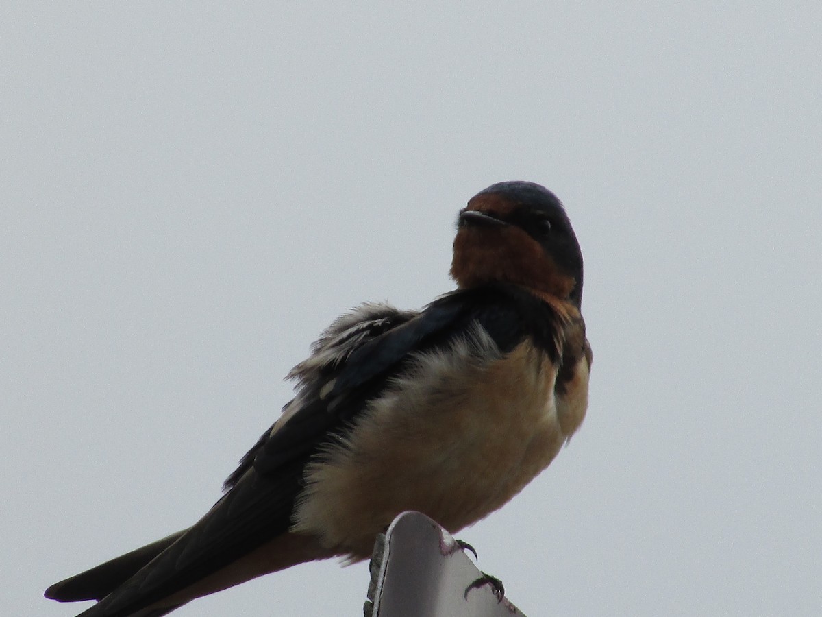 Barn Swallow - Felice  Lyons