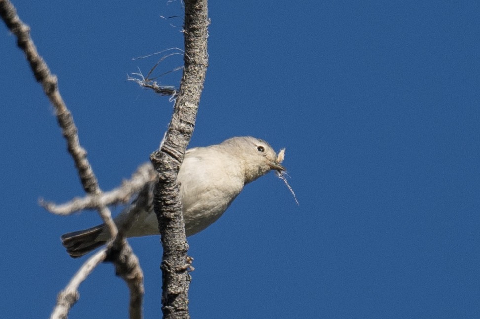 Lucy's Warbler - Ross Bartholomew