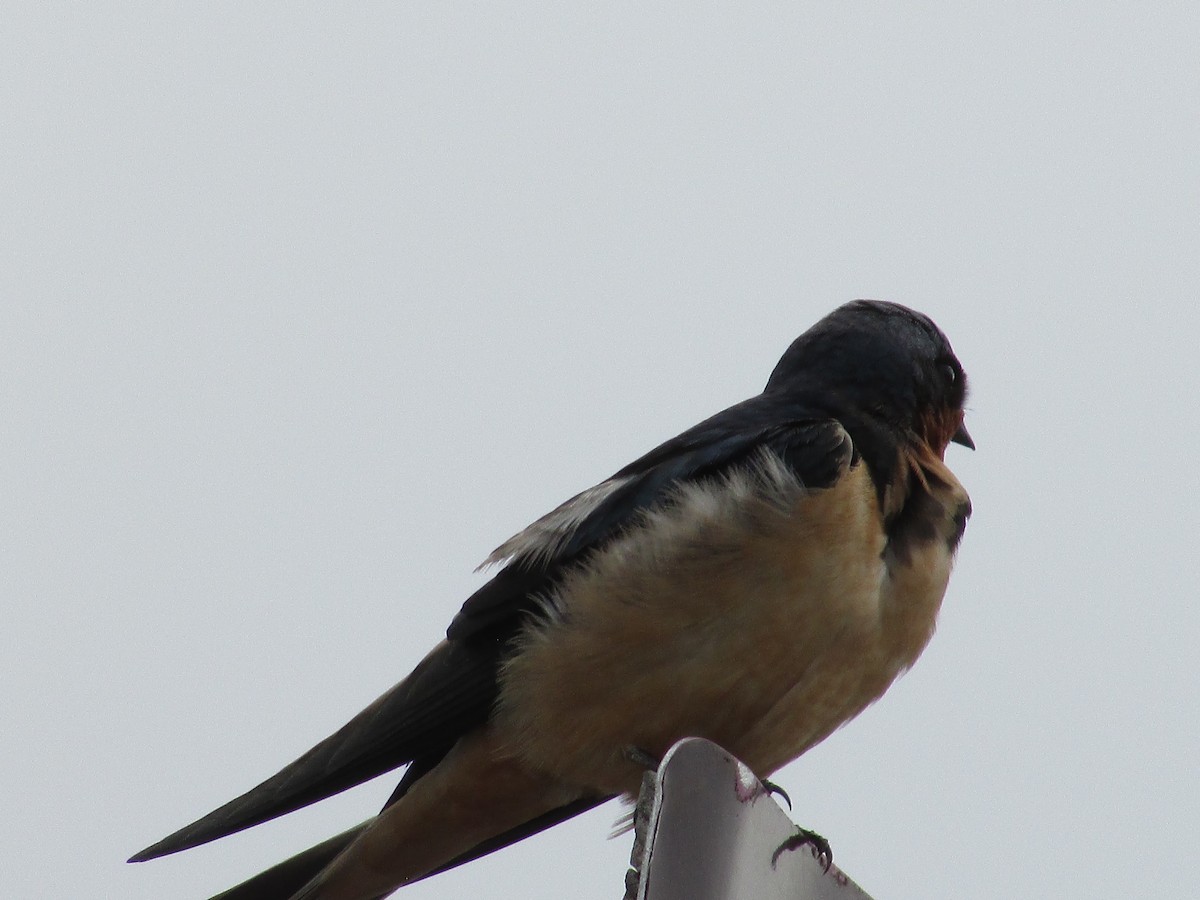 Barn Swallow - Felice  Lyons