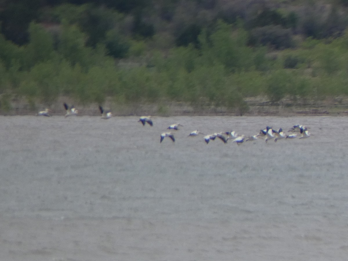 American White Pelican - Christopher Rustay