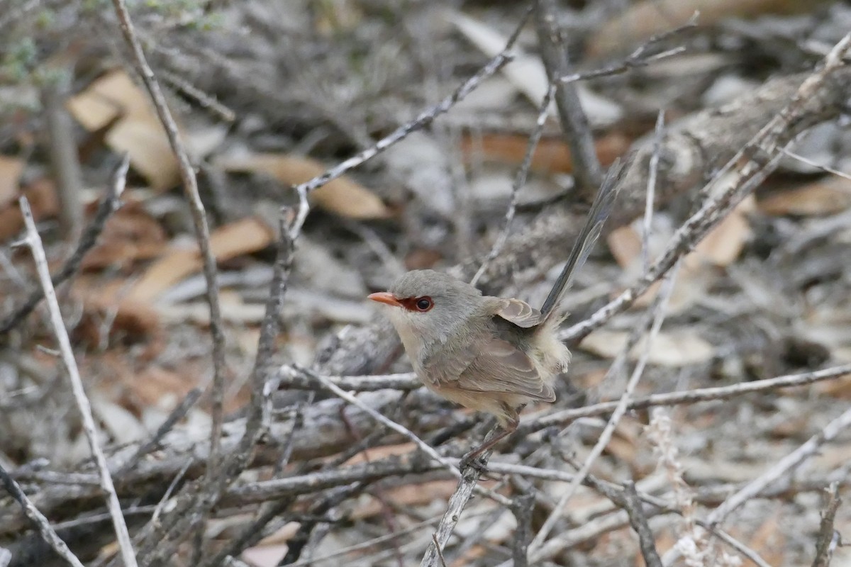 Purple-backed Fairywren - Margot Oorebeek