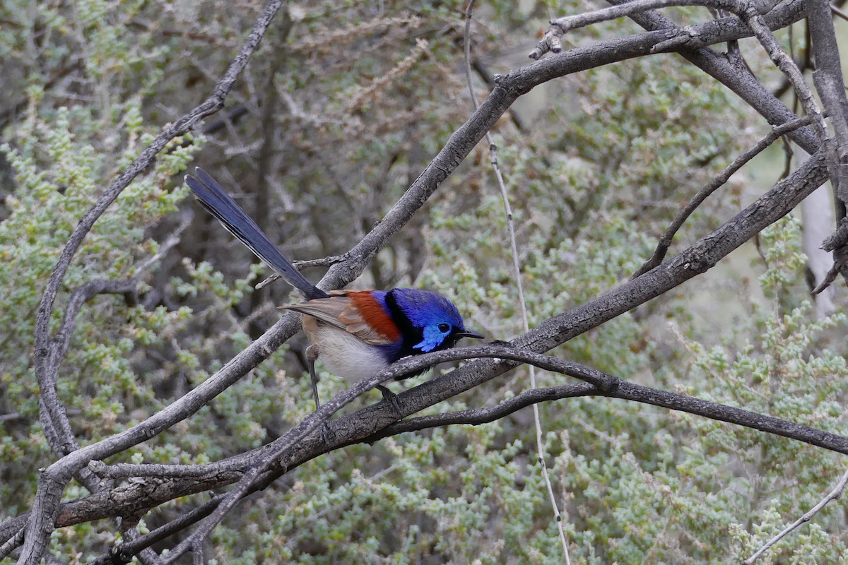 Purple-backed Fairywren - Margot Oorebeek