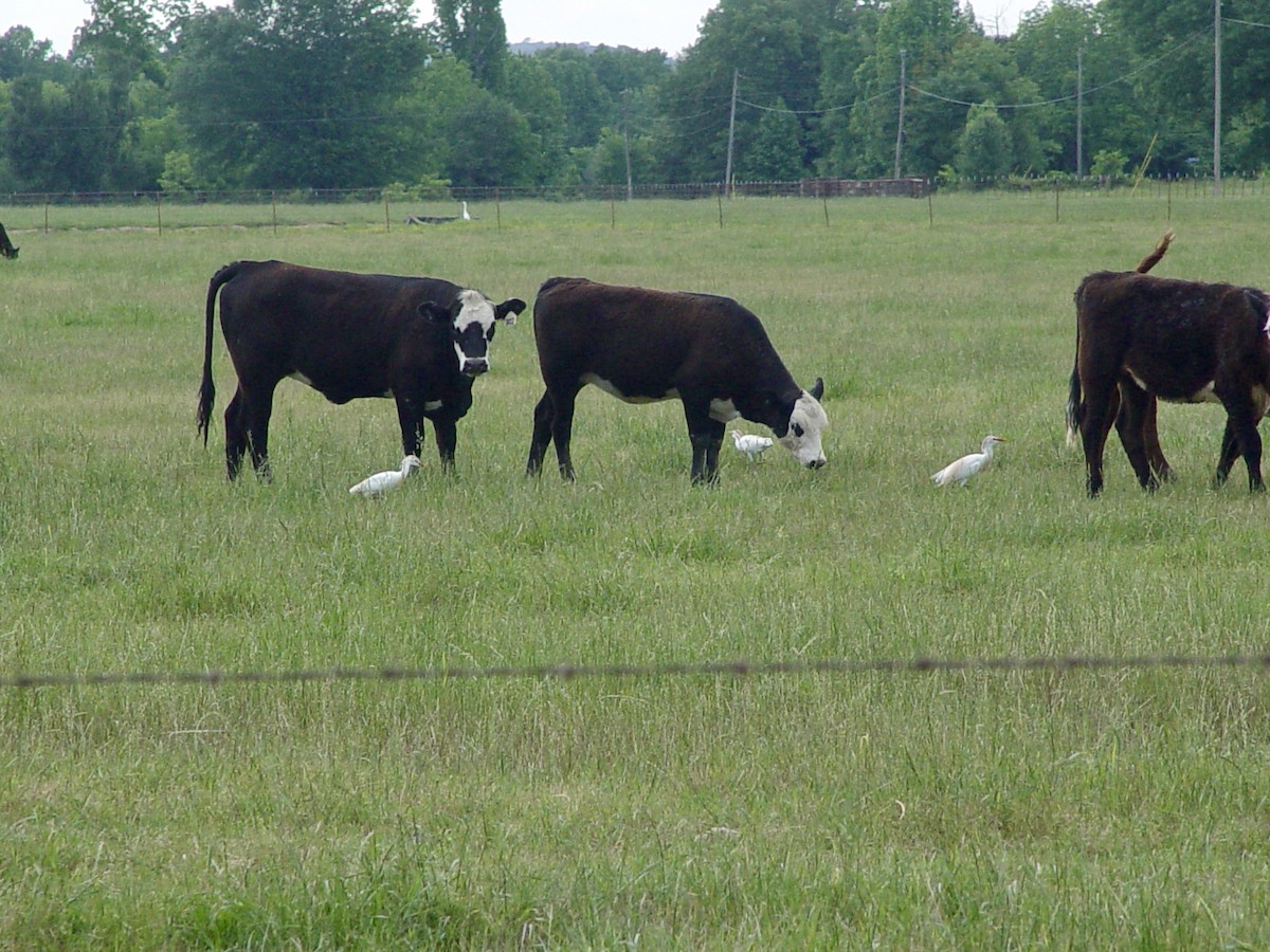 Western Cattle Egret - ML618867671