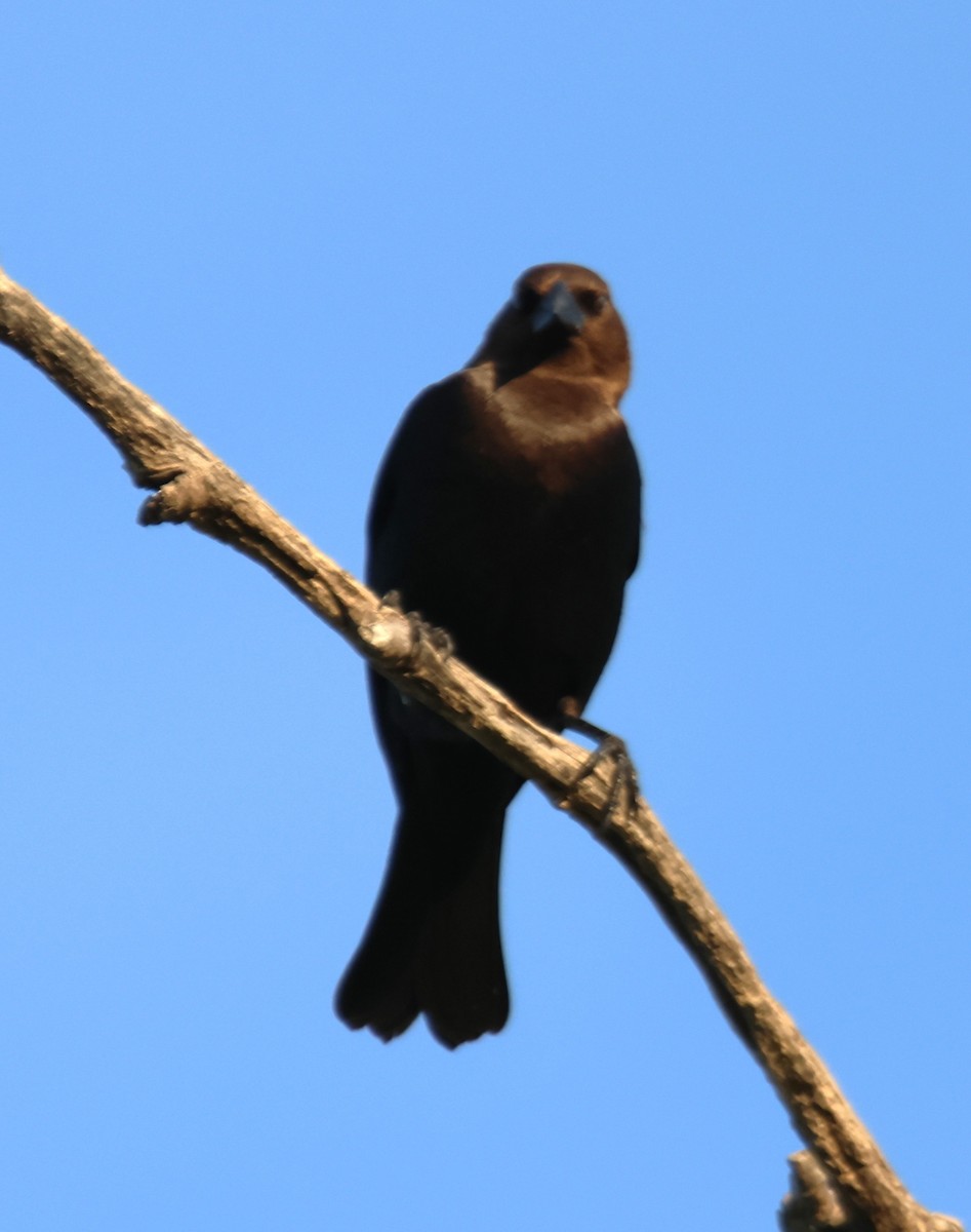 Brown-headed Cowbird - ML618867673