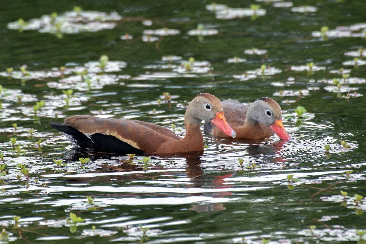 Black-bellied Whistling-Duck (fulgens) - Donna Wadsley