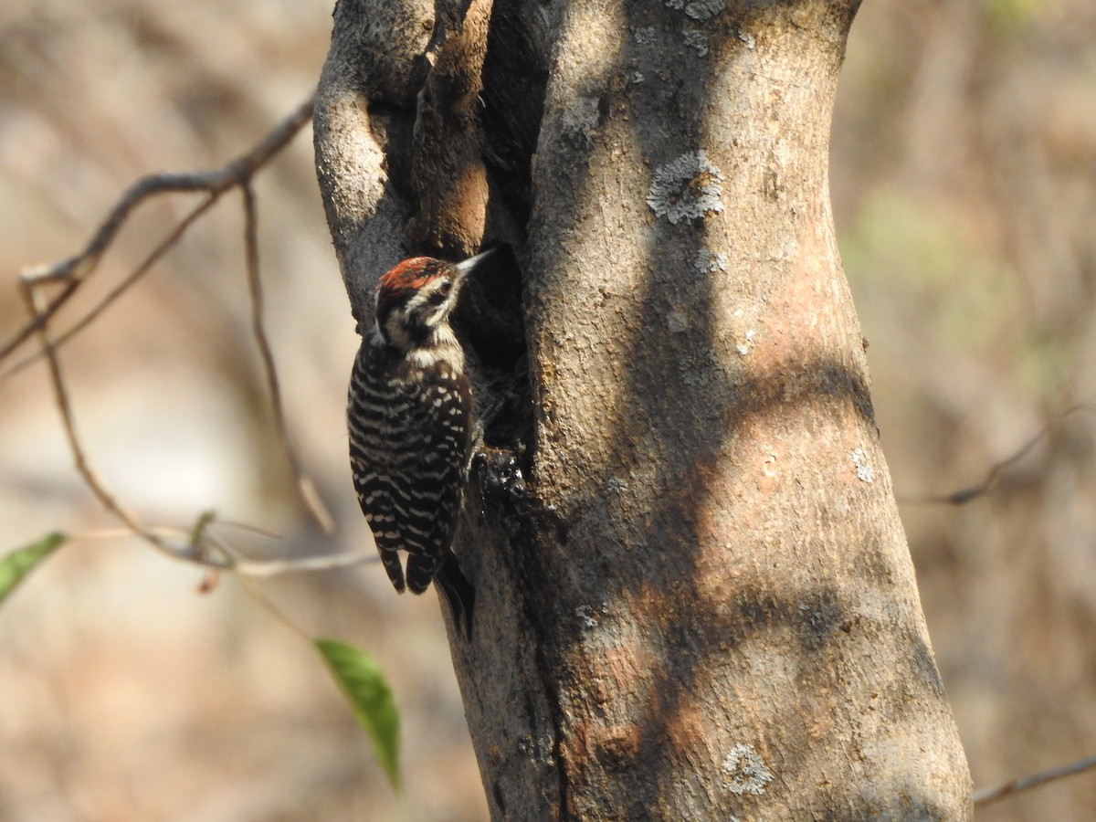 Ladder-backed Woodpecker - Ariadna Tobon