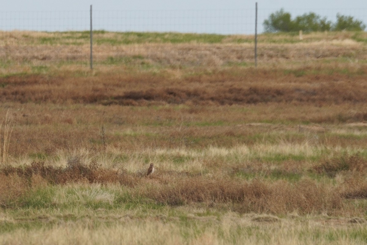 Burrowing Owl - Kristy Dhaliwal