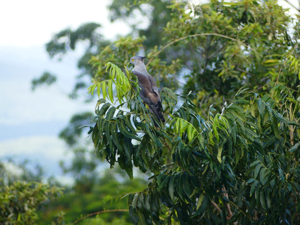 Pacific Baza - Hugh Price