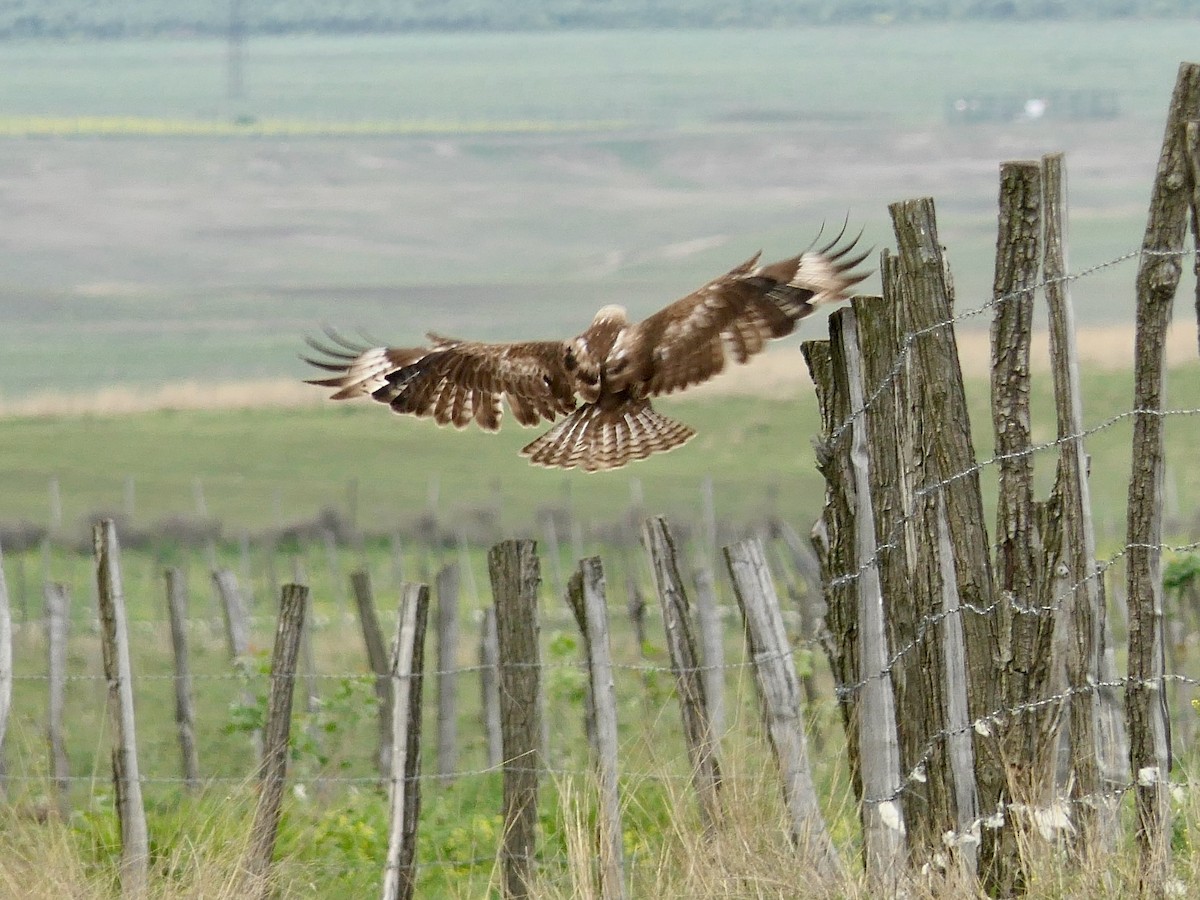 Common Buzzard (Steppe) - Hein Prinsen