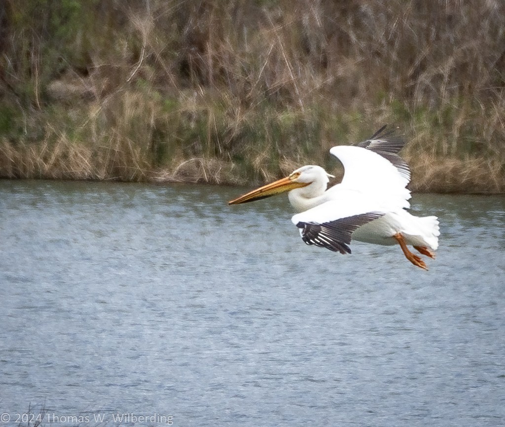 American White Pelican - Tom Wilberding